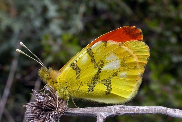 Anthocharis euphenoides, bandera espaola